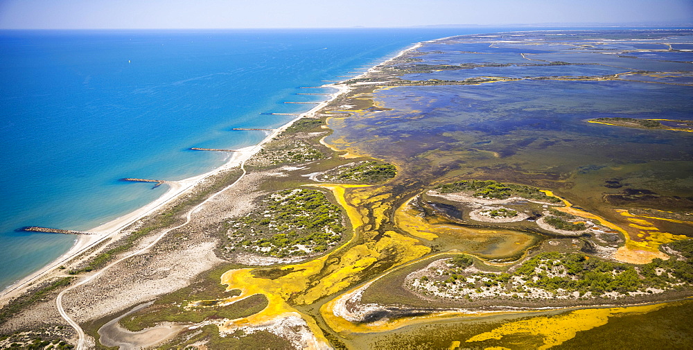 Mediterranean coast, brackish water area of ​​the Etang de Melegal, Le Grau-du-Roi, Camargue, Languedoc-Roussillon, France, Europe