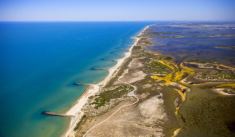 Mediterranean coast, brackish water area of ​​the Etang de Melegal, Le Grau-du-Roi, Camargue, Languedoc-Roussillon, France, Europe