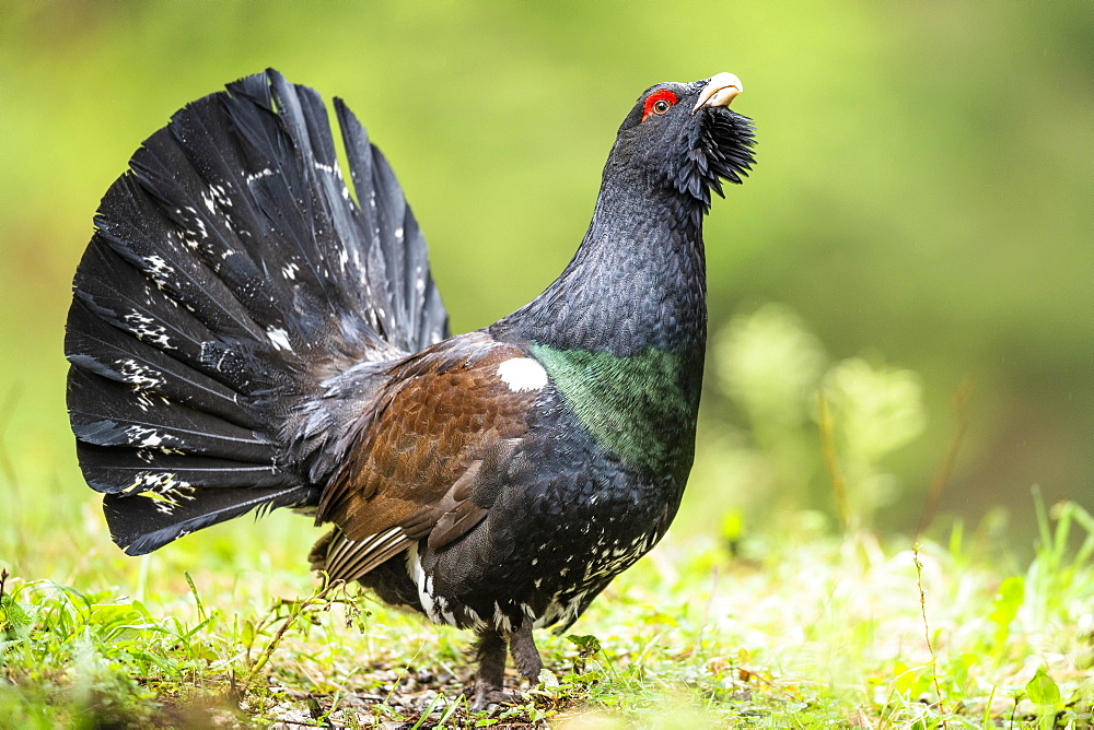 Western capercaillie (Tetrao urogallus), during the courtship, Berchtesgadener Land, Bavaria, Germany, Europe