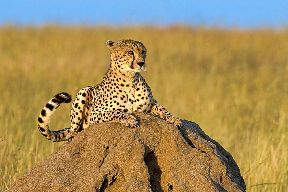 Cheetah (Acinonyx jubatus) lying on a rock in morning sun, Masai Mara, Kenya, Africa