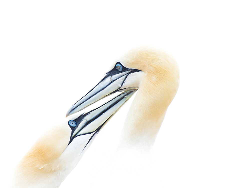 Northern gannet (Morus bassanus), animal pair, animal portrait, Heligoland, Schleswig-Holstein, Germany, Europe