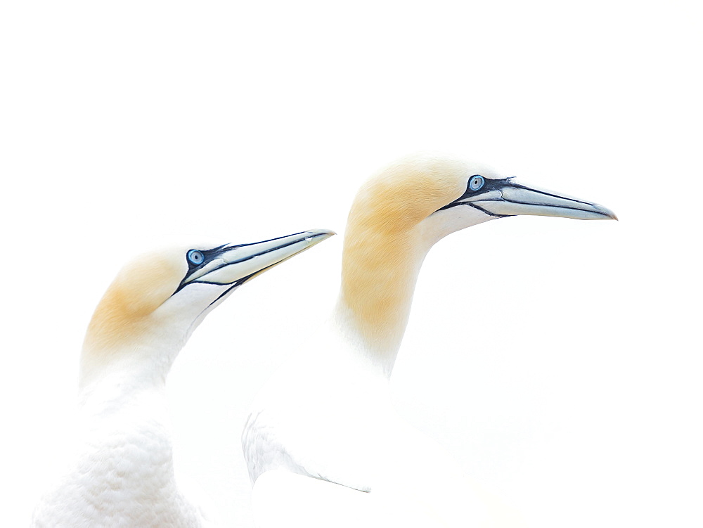 Northern gannet (Morus bassanus), animal pair, animal portrait, Heligoland, Schleswig-Holstein, Germany, Europe