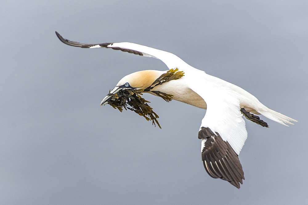 Northern gannet (Morus bassanus), in flight with nesting material, Heligoland, Schleswig-Holstein, Germany, Europe