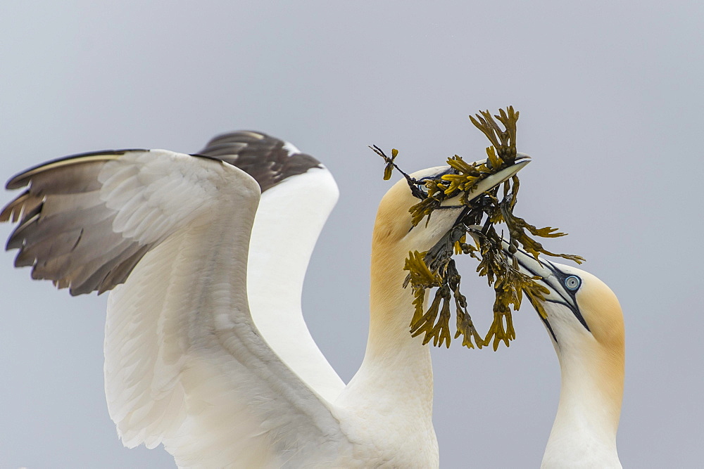 Northern gannet (Morus bassanus), pair with nesting material, Heligoland, Schleswig-Holstein, Germany, Europe