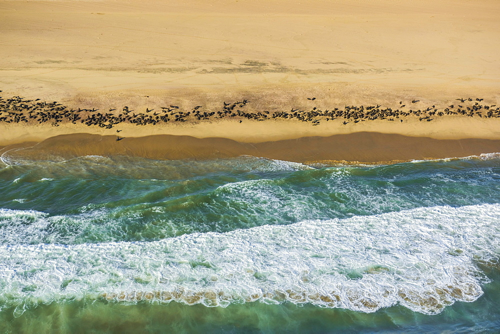 Aerial view, Seal colony on the Atlantic coast of the Namib Desert, Erongo region, Namibia, Africa