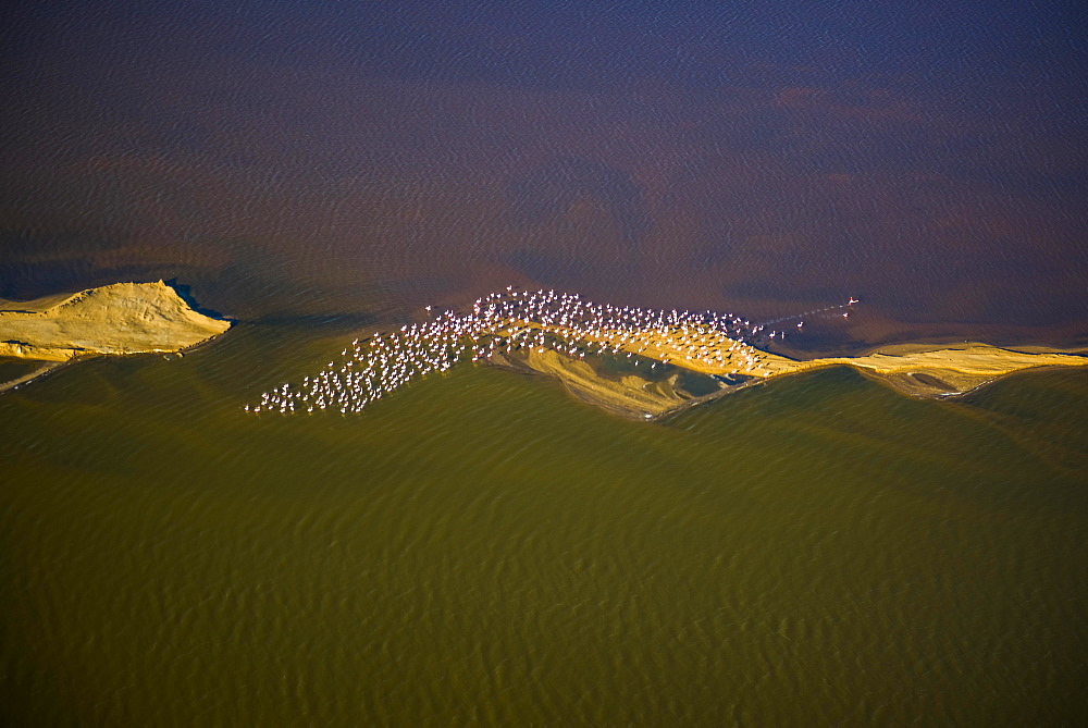 Aerial view, Flamingo colony on the Atlantic coast of the Namib Desert, Erongo region, Namibia, Africa