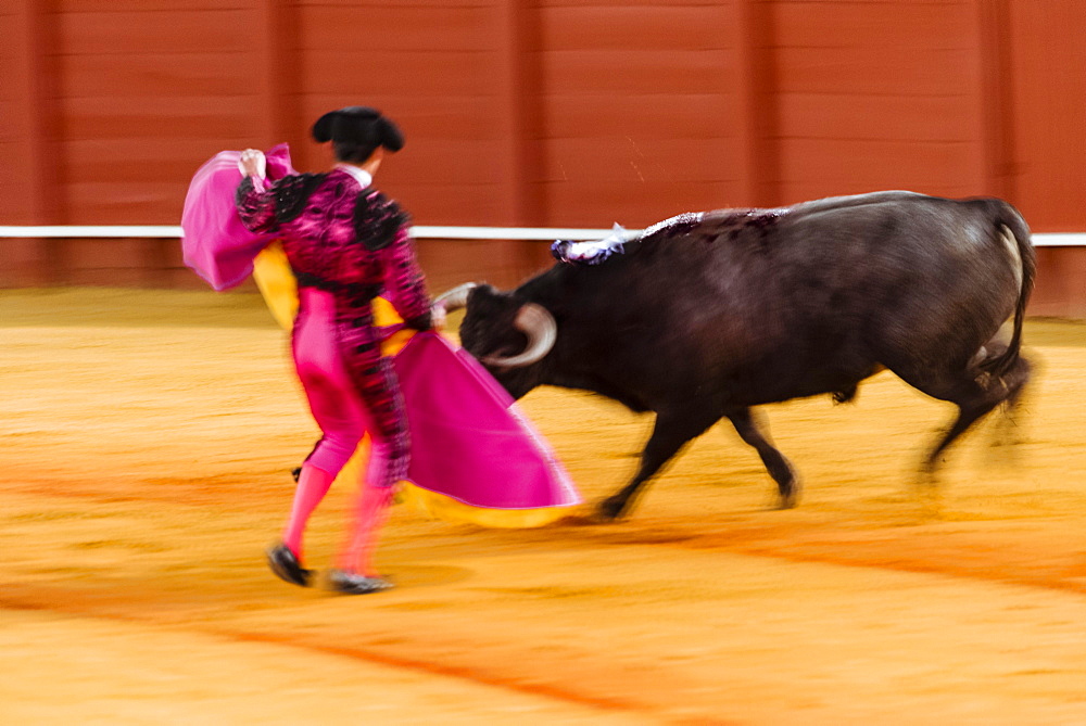 Racing bull with matador, torero or toureiro in traditional clothes, bullfighting, bullring Plaza de Toros de la Real de Maestranza de Caballeria de Sevilla, Sevilla, Andalusia, Spain, Europe