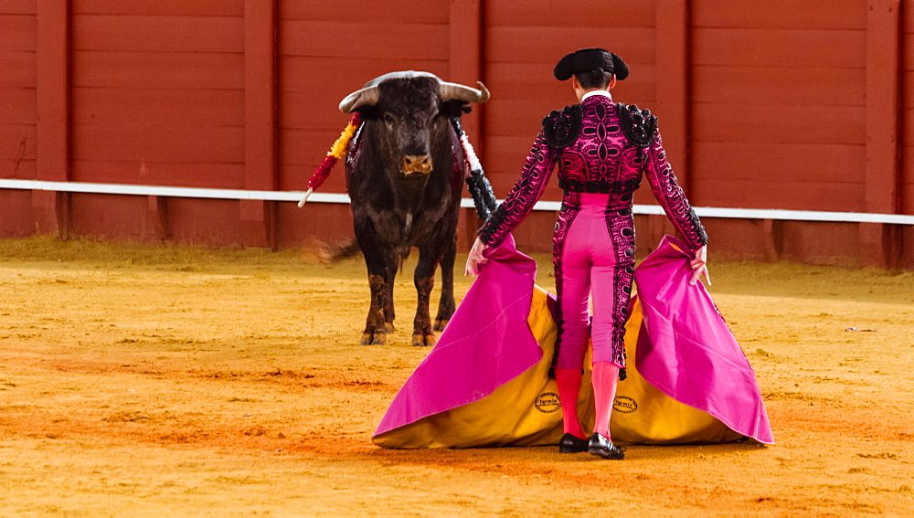 Bull stands in front of Matador, Torero or Toureiro in traditional clothing, bullfighting, bullring Plaza de Toros de la Real de Maestranza de Caballeria de Sevilla, Sevilla, Andalusia, Spain, Europe