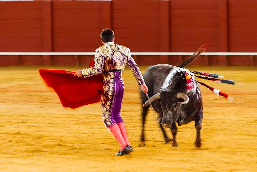 Racing bull with Matador, Torero or Toureiro in traditional dress, third part, so-called Faena, bullfighting, bullring Plaza de Toros de la Real Maestranza de Caballeria de Sevilla, Sevilla, Andalusia, Spain, Europe