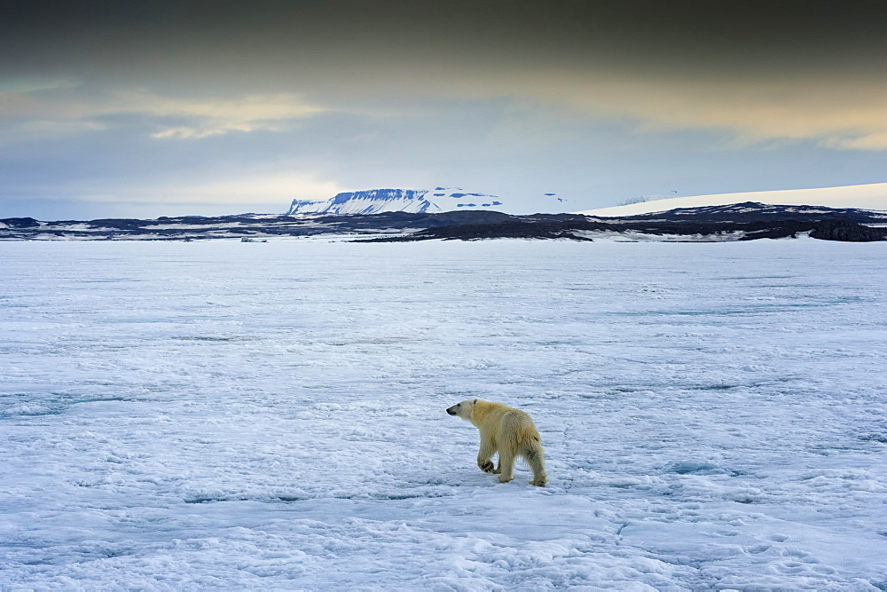 Polar Bear (Ursus maritimus) walking over pack ice, Svalbard Archipelago, Norway, Europe