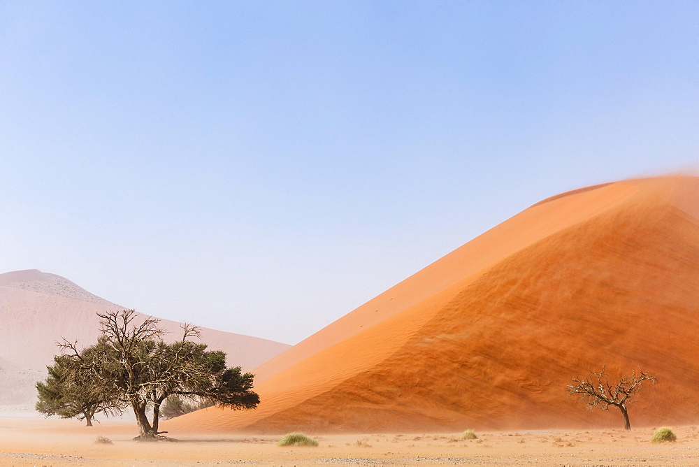 Camelthorn tree (Acacia erioloba) in front of Sand Dune, Dune 45, Sossusvlei, Namib-Naukluft National Park, Namibia, Africa