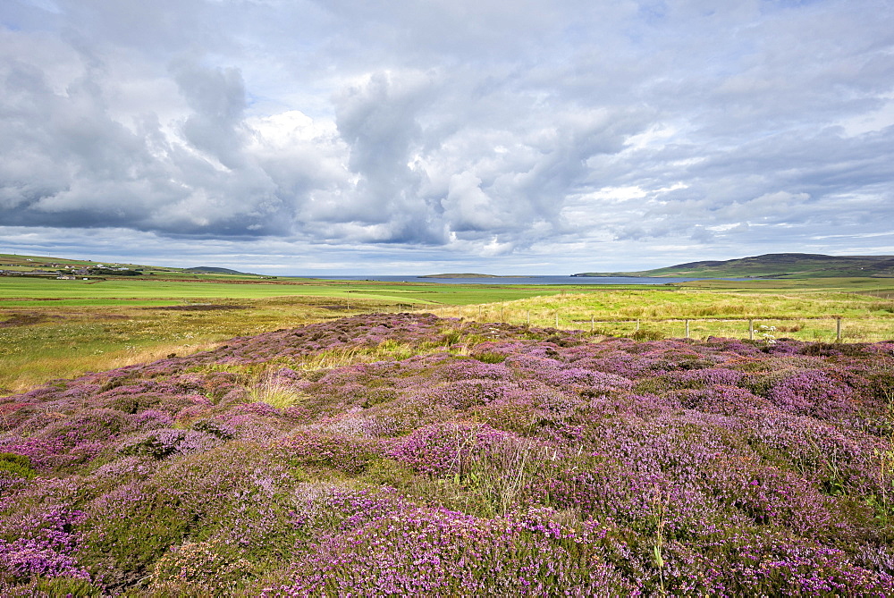 Flowering Heather (Calluna vulgaris), Orkney Islands, Scotland, United Kingdom, Europe