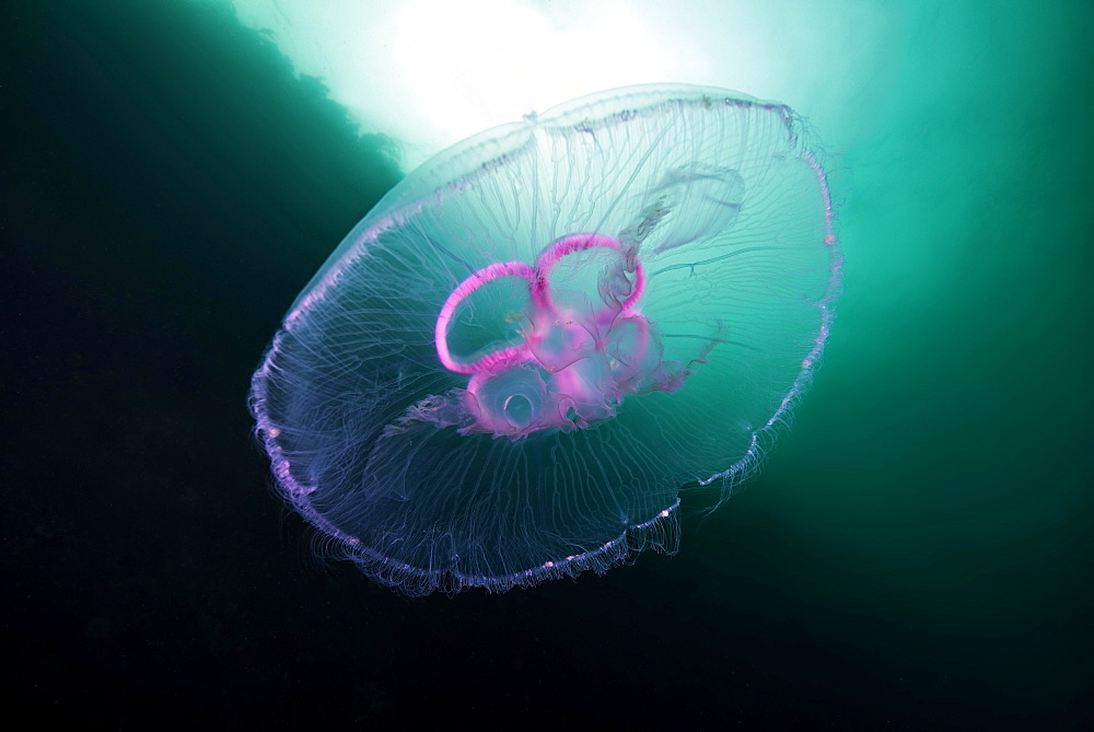 Moon jellyfish (Aurelia aurita), Norwegian Sea, Northern Atlantic, Norway, Europe