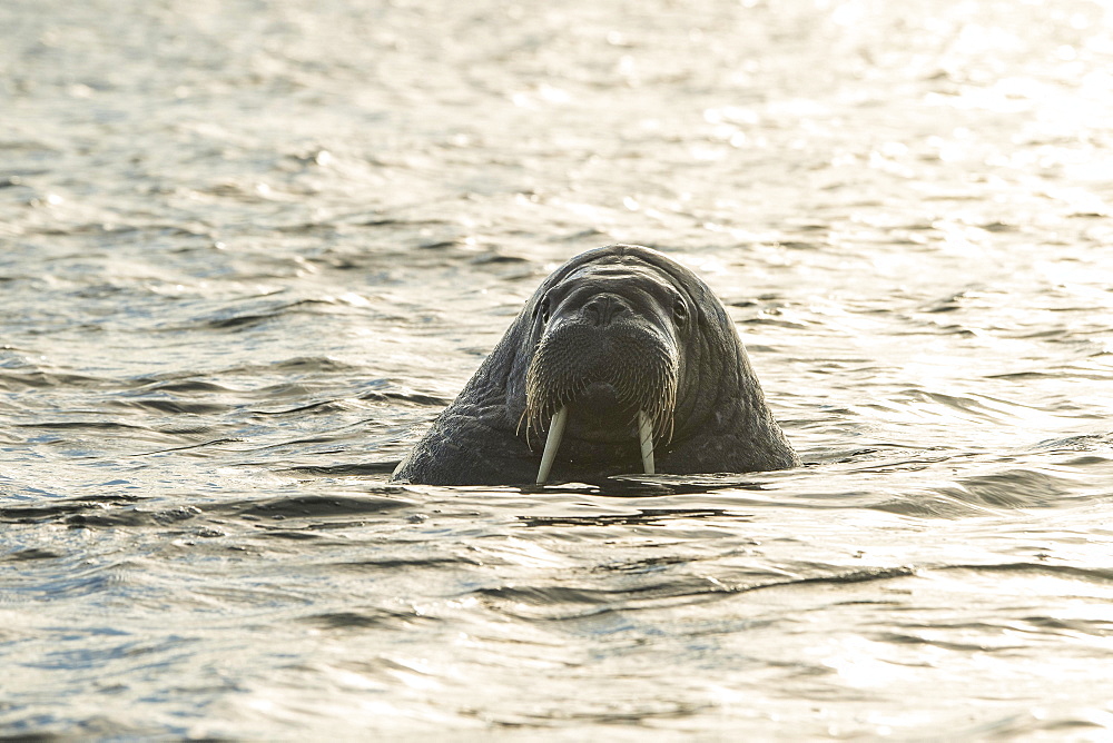 Walrus (Odobenus rosmarus), Moffen Island, Moffen Nature Reserve, Spitsbergen Archipelago, Svalbard and Jan Mayen, Norway, Europe