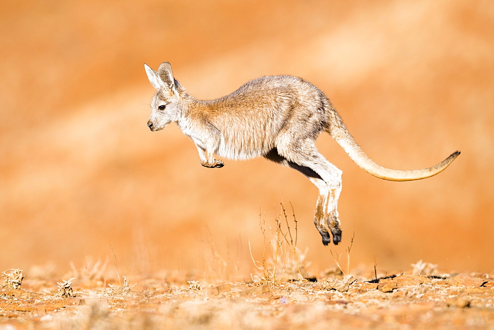 Common wallaroo (Macropus robustus), jumping through its habitat, young animal, South Australia, Australia, Oceania