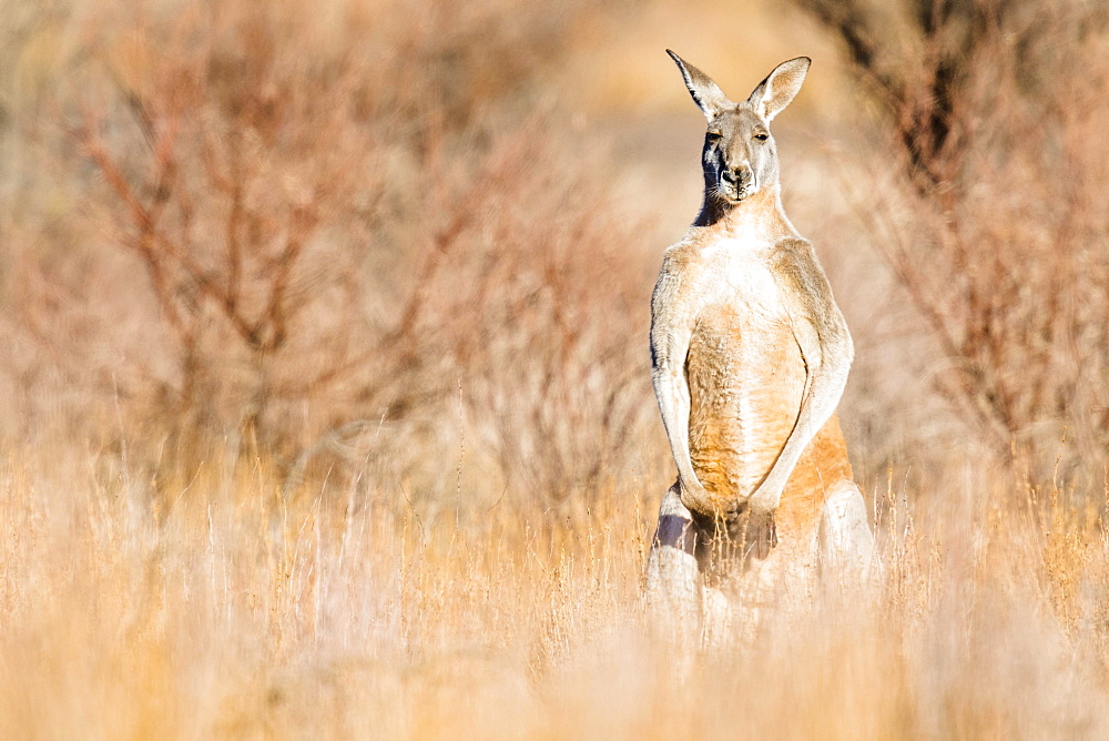 Red kangaroo (Macropus rufus), standing upright in his territory, male, South Australia, Australia, Oceania