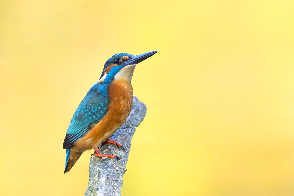 Male Common kingfisher (Alcedo atthis) sitting on a branch, North Hesse, Hesse, Germany, Europe