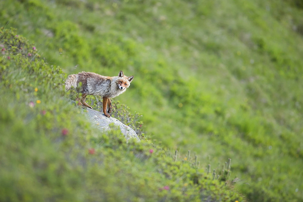 Red fox (Vulpes vulpes) in the mountains, Stubai Valley, Tyrol, Austria, Europe