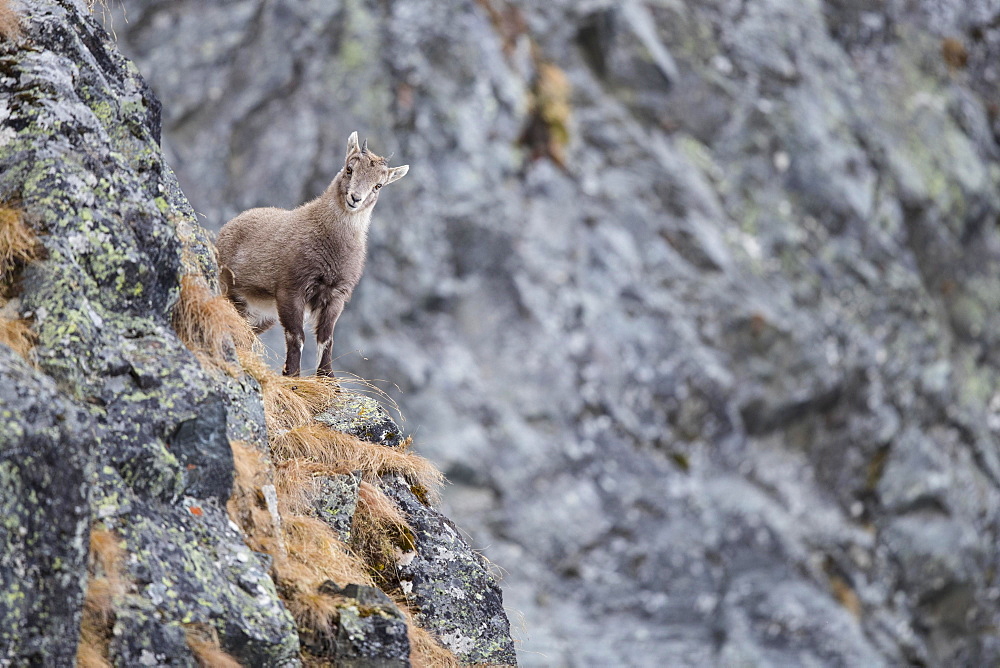 Alpine Ibex (Capra Ibex), young animal, Stubai Valley, Tyrol, Austria, Europe