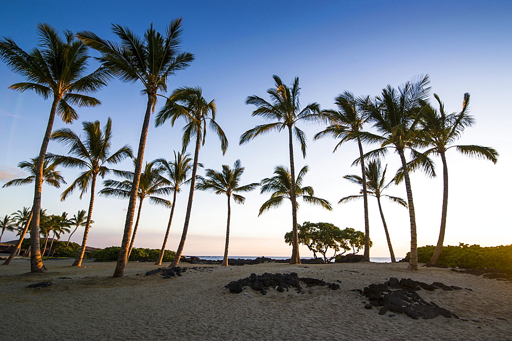 Palm grove at coast, Kikaua Point Park, Big Island, Hawaii, USA, North America