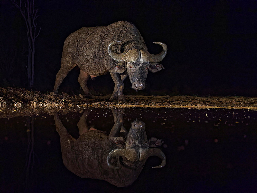 Cape buffalo (Syncerus caffer) at waterhole at night, water reflection, KwaZulu-Natal, South Africa, Africa