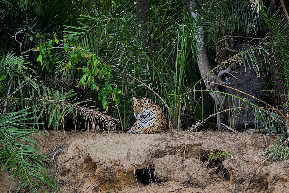 Jaguar (Panthera onca) on the lookout, banks of the Rio Negro, dense vegetation, Barranco Alto, Pantanal, Mato Grosso do Sul, Brazil, South America