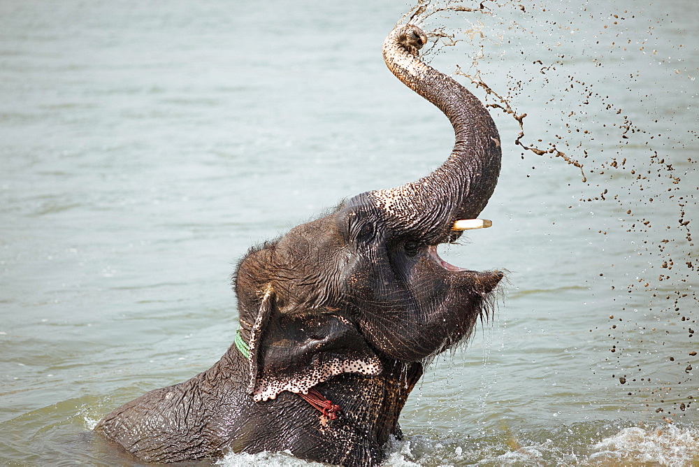 Elephant (Elephantidae) bathing in Rapti River, Sauraha, Chitwan National Park, Terai Lowland, Nepal, Asia