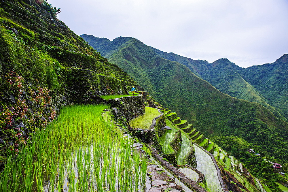 Batad rice terraces, part of the world heritage sight Banaue, Luzon, Philippines, Asia