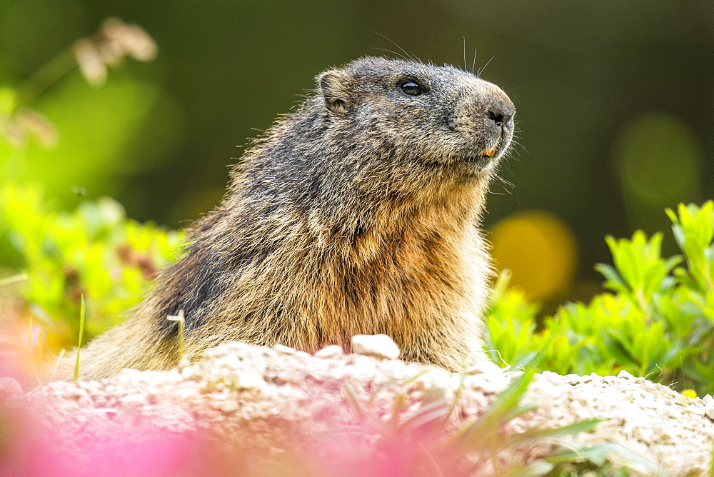 Marmot (Marmota) sits at its den, Berchtesgaden Alps, Bavaria, Germany, Europe