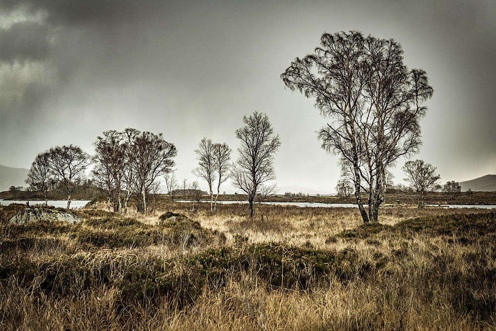 Birches (Betula) in moor landscape with dark sky, Glen Coe, Rannoch Moor, west Highlands, Scotland, United Kingdom, Europe