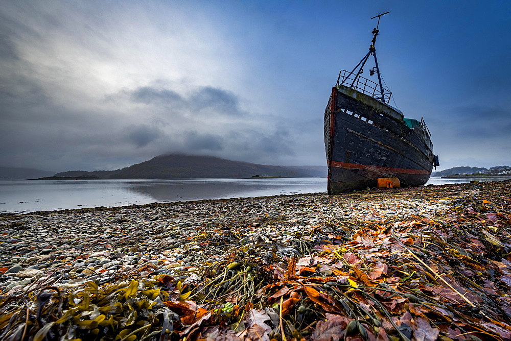 Ship wreck at Loch Eil with coloured leaves in the foreground, Fort William, west Highlands, Scotland, United Kingdom, Europe