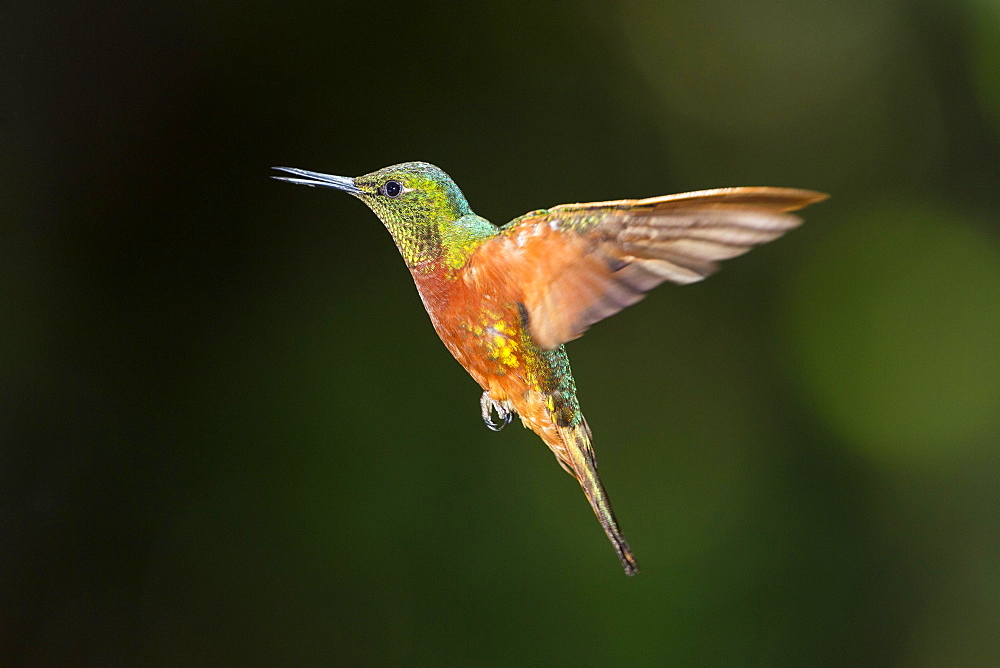 Chestnut-breasted coronet (Boissonneaua matthewsii) in flight, flying, rainforest, cloud forest, northern Ecuador, Ecuador, South America