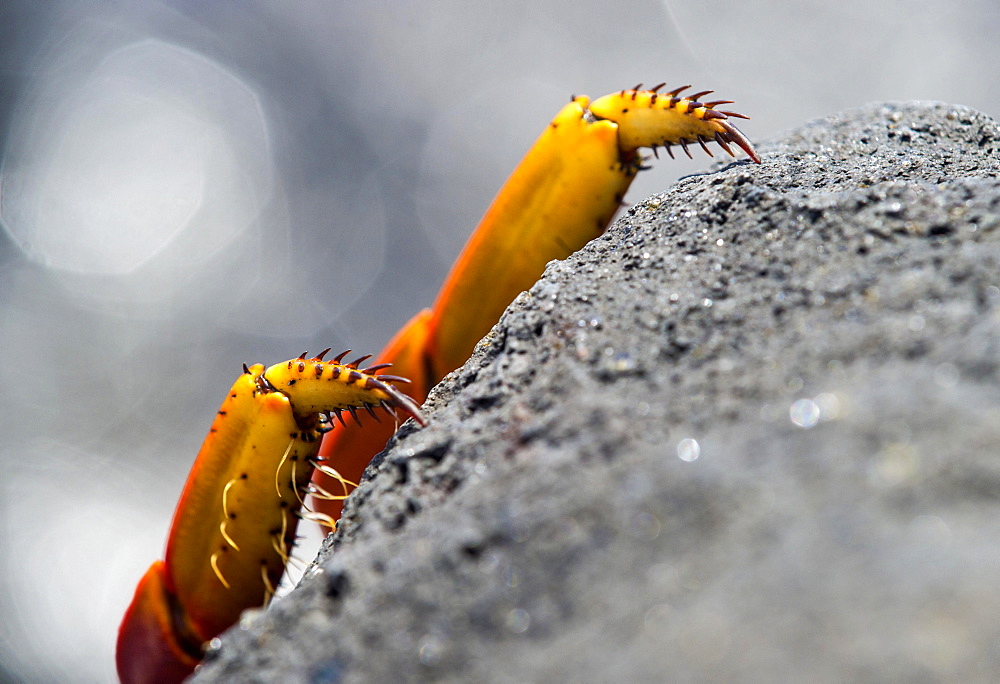 Feet of Red rock crab (Grapsus grapsus) cling to volcanic rock, family of marsh crabs (Grapsidae), island Floreana, Galapagos Islands, Ecuador, South America