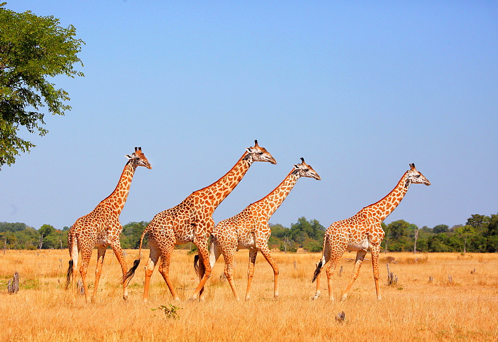 Giraffe Thornicrofti, herd walking, South Luangwa National Park, Zambia, Africa