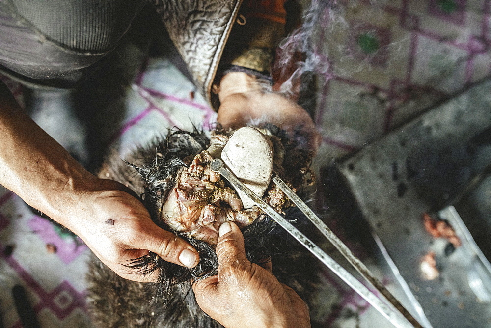 Hot stones are filled into the body with tongs, traditional cooking of a goat with hot stones in its belly, Mongolian cooking method Boodog, Toew-Aimag, Mongolia, Asia