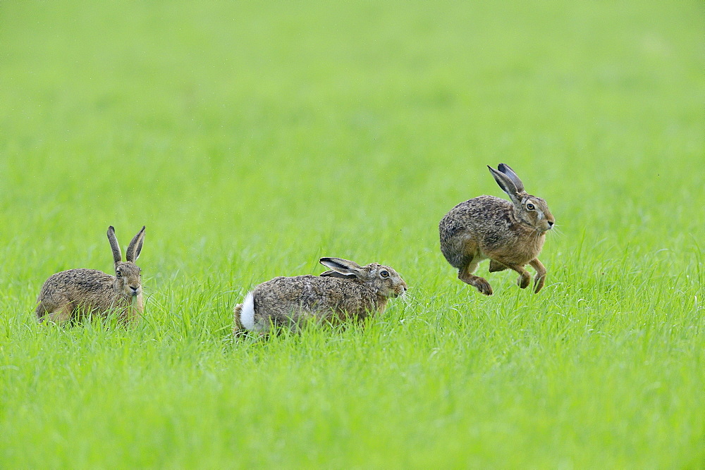 Three European hares (Lepus europaeus) in a meadow, one jumps into the air, Lower Rhine, North Rhine-Westphalia, Germany, Europe