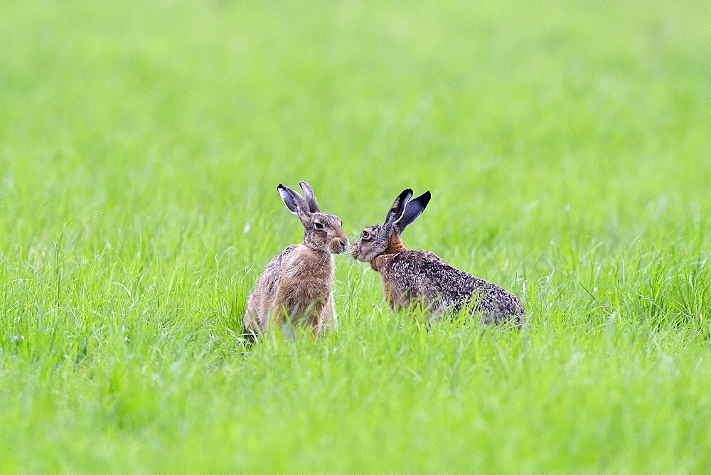 Two European hares (Lepus europaeus) get a taste of each other, Lower Rhine, North Rhine-Westphalia, Germany, Europe