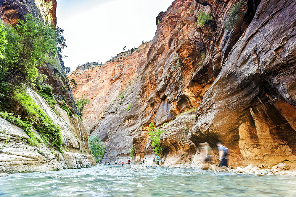 Hikers walking in the canyon filled with water, Zion National Park, Utah, USA, North America