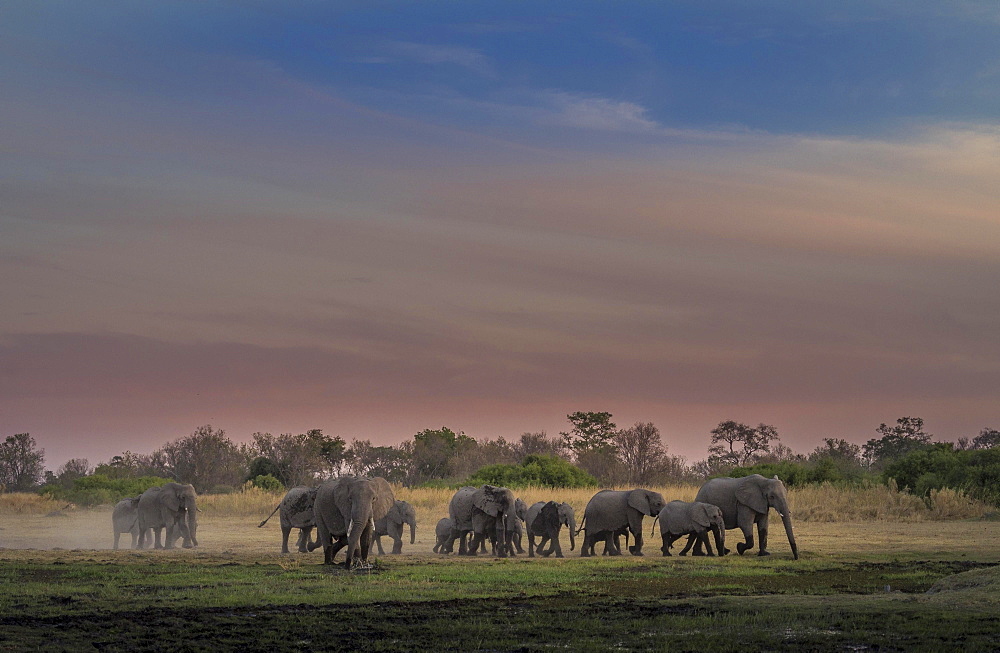 Elephant herd (Loxodonta africana) at dusk, Moremi National Park, Botswana, Africa