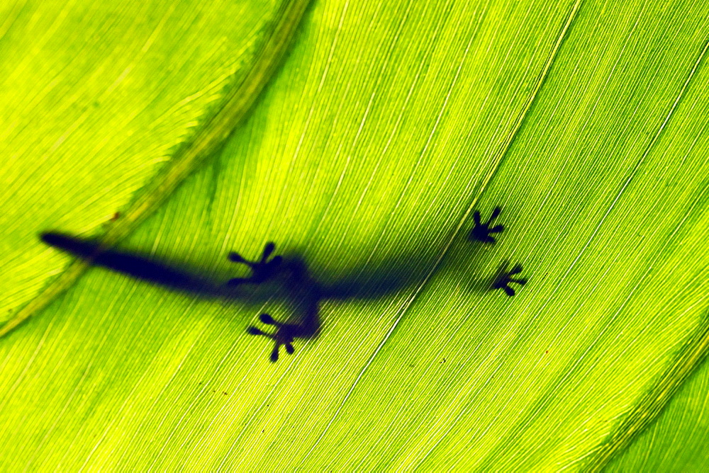 Feet, silhouette of a gecko (Gekkonidae) on a leaf, Saint-Pierre, La Reunion, Africa