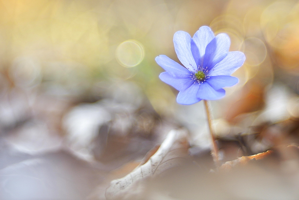 Liverwort (Hepatica nobilis) between beech leaves, Thuringia, Germany, Europe