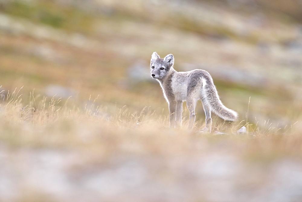 Arctic fox (Vulpes lagopus), young animal in Fjell, Dovrefjell, Norway, Europe