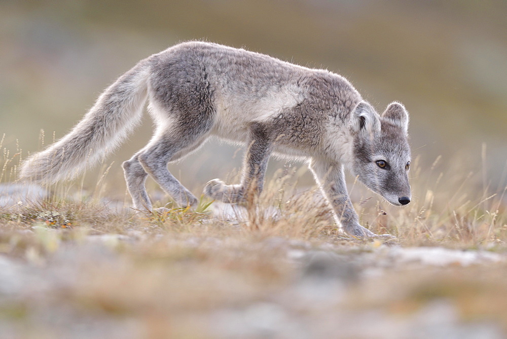 Arctic fox (Vulpes lagopus), young animal in Fjell, Dovrefjell, Norway, Europe