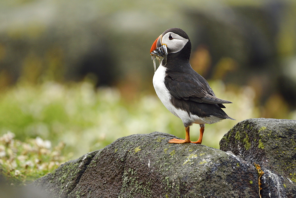 Puffin (Fratercula arctica) with captured fish in the beak, Isle of May, Scotland, Great Britain