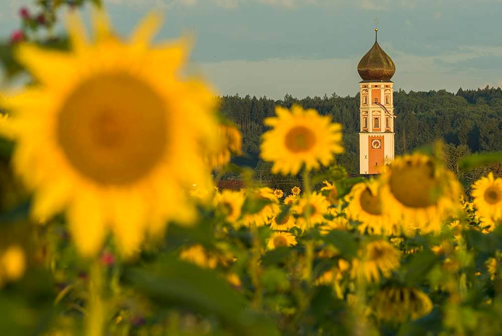 Parish Church of the Assumption of the Virgin Mary with sunflower field, Oberkammlach, Unterallgaeu, Bavaria, Germany, Europe