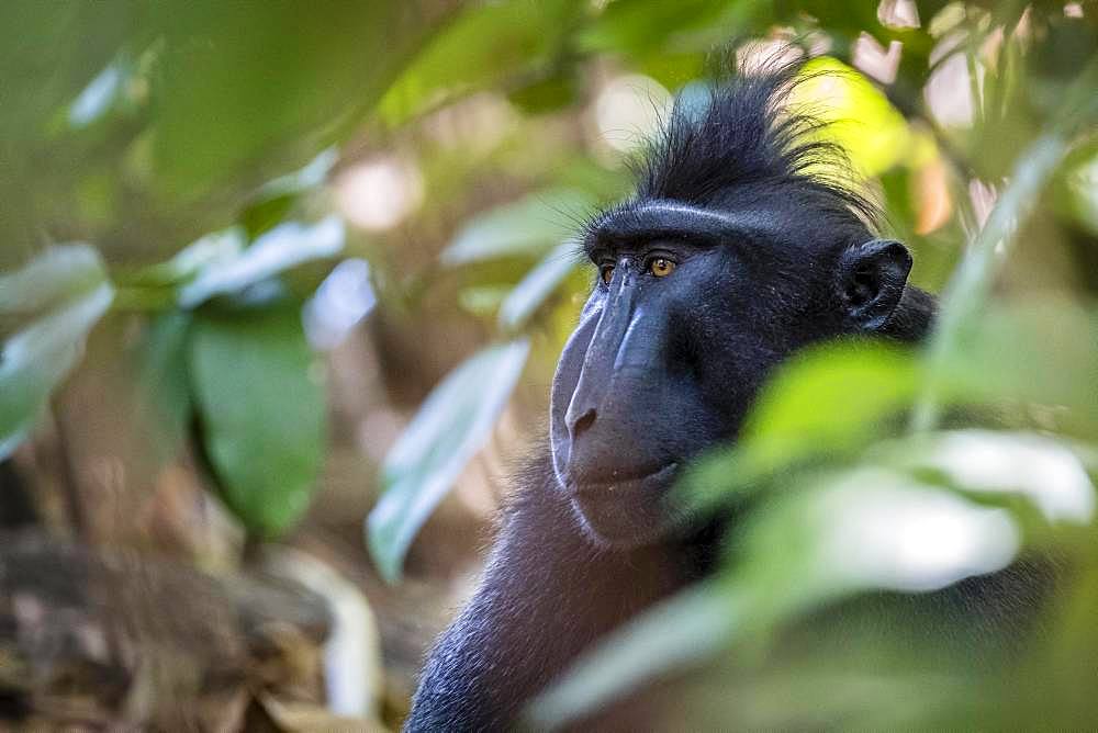 Celebes Crested Macaque (Macaca nigra), animal portrait, Tangkoko National Park, Sulawesi, Indonesia, Asia