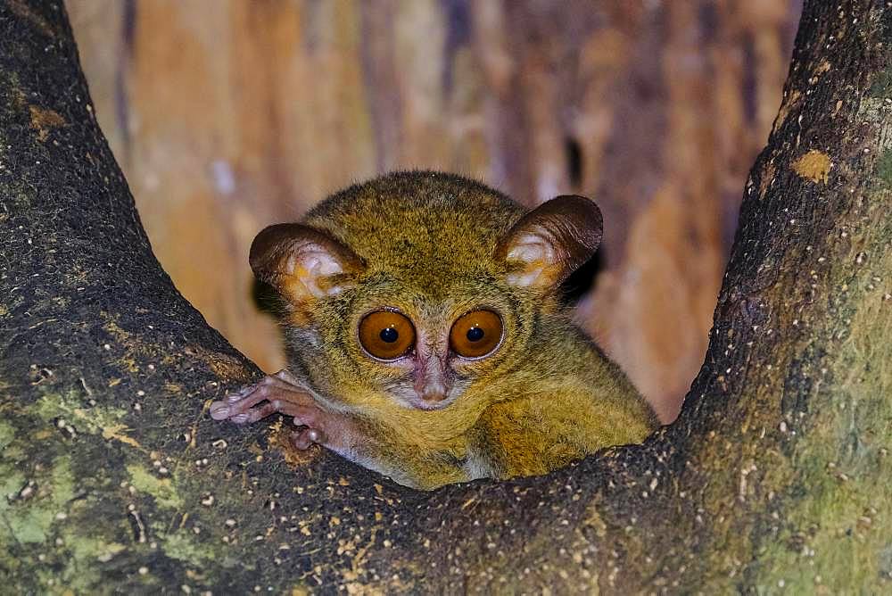 Spectral Tarsier (Tarsius spectrum, Tarsius tarsier), Tangkoko National Park, Sulawesi, Indonesia, Asia