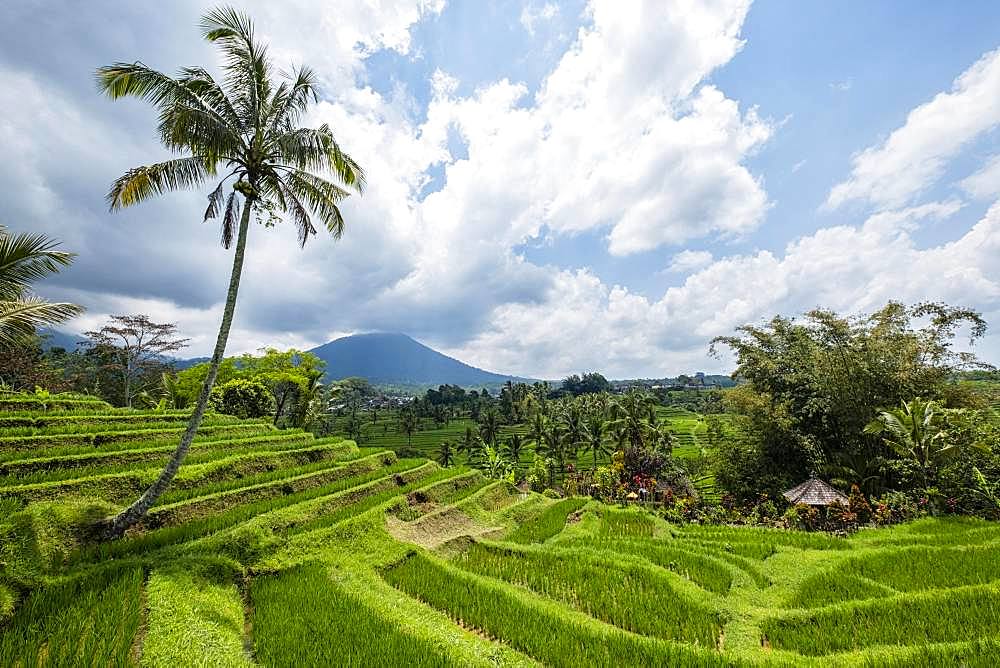 Rice terraces of Jatiluwih, volcano Gunung Batukaru in the background, Bali, Indonesia, Asia