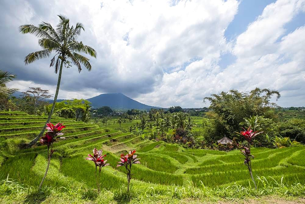 Rice terraces of Jatiluwih, volcano Gunung Batukaru in the background, Bali, Indonesia, Asia