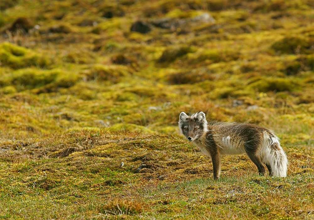 Arctic fox (Vulpes lagopus), Svalbard, Norwegian Arctic, Norway, Europe